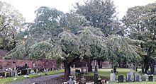 Ulmus glabra 'Horizontalis'. Seafield Cemetery, Edinburgh (1).jpg
