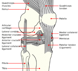 Knee diagram.png