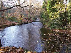 River Rivelin at Walkley Bank Tilt.jpg