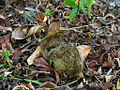 Sylvilagus brasiliensis1.jpg
