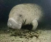 Manatee Florida.jpg