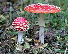 Amanita muscaria UK.JPG