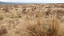 Cheetham Stone Circle.jpg