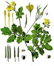 Chelidonium majus - Köhler–s Medizinal-Pflanzen-033.jpg