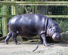 Choeropsis liberiensis BZG.jpg