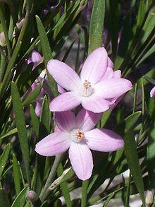Eriostemon australasius Ku-Ring-Gai Chase National Park.jpg