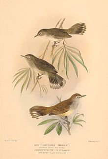 Gerygone insularis.jpg