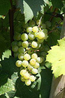 Gruener Veltliner Weinsberg 20060909.jpg
