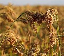 Mature Proso Millet Panicles.jpg