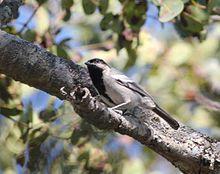 Melaniparus griseiventris, oog van Cuitorivier, Birding Weto, a.jpg