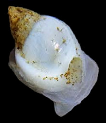 Ringicula doliaris.png