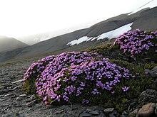Silene acaulis - Fjellsmelle.jpg
