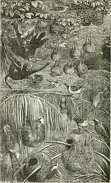 The polar and tropical worlds - a description of man and nature in the polar and equatorial regions of the globe (1874) (14591366710).jpg