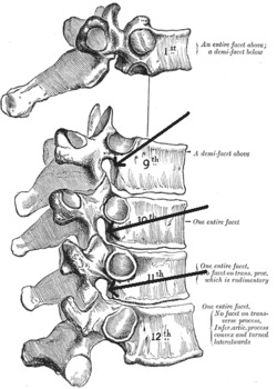 Foraminaintervertebralia.png
