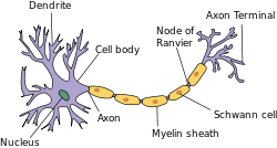 Neuron.svg