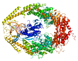 Protein MSH2 PDB 2o8b.png