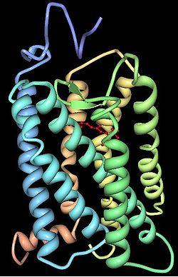 Rhodopsin 3D.jpeg