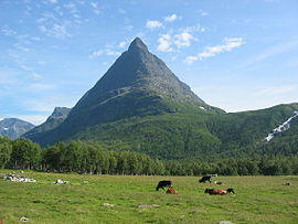 Innerdalstårnet cows.jpg