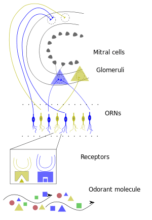 Early Olfactory System
