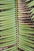 Encephalartos tegulaneus 5zz.jpg