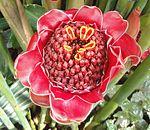 Nicolaia elatior 2.JPG