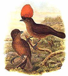 Amblyornis subalaris by Bowdler Sharpe.jpg