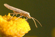 Coleophora.striatipennella.-.lindsey.jpg