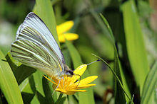Green-veined white butterfly (Pieris napi) underside.JPG