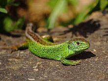 Lacerta agilis male 2.JPG