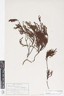 Lepidothamnus intermedius (Kirk) Quinn (AM AK218328-1).jpg