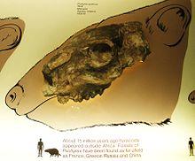 Pliohyrax graecus.JPG