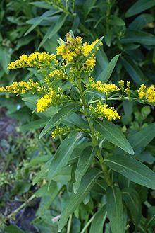Solidago sempervirens L. (ASTERACEAE), Flor de Cubres.jpg