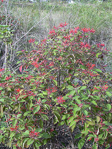 Starr 031108-3166 Hamelia patens.jpg