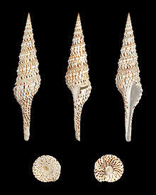 Turris crispa crispa 01.JPG