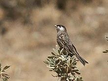 Zaratornis stresemanni - White-cheeked Cotinga.jpg