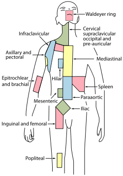Lymph node regions.svg