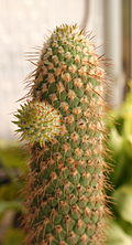 Austrocylindropuntia pachypus.jpg