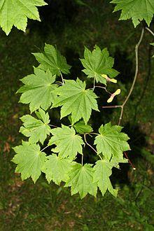 Acer japonicum Rogów.JPG
