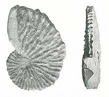 Argonauta joanneus.jpg