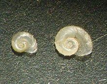 Gyraulus (Armiger) crista.JPG