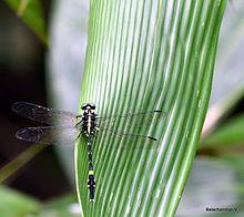 Macrogomphus wynaadicus by Bala Chandran.jpg