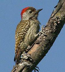 Male Cardinal Woodpecker (Dendropicos fuscescens).jpg