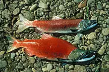 Oncorhynchus nerka 2.jpg