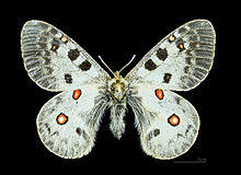 Parnassius phoebus MHNT CUT 2013 3 6 Arvieux female dos.jpg