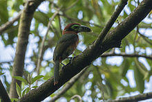 Selenidera maculirostris -Brazil -female-8.jpg