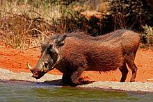 Southern warthog (Phacochoerus africanus sundevallii) male.jpg