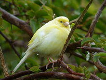Yellow canary