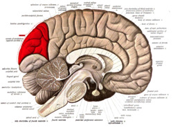 Sobo 1909 624 - Cuneus.png