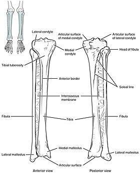 811 Tibia and fibula.jpg