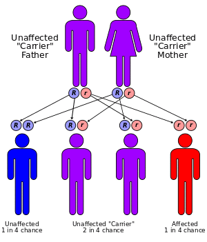 Autorecessive.svg